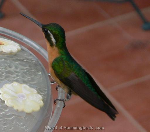 Hummingbird Garden Catalog: Gray-Tailed Mountain-Gem